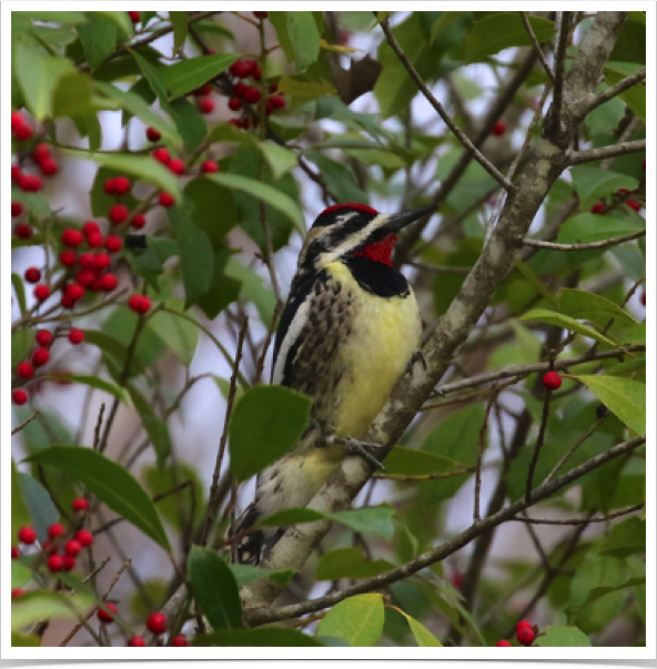 Yellow-bellied Sapsucker